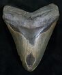 Megalodon Tooth - North Carolina #13752-1